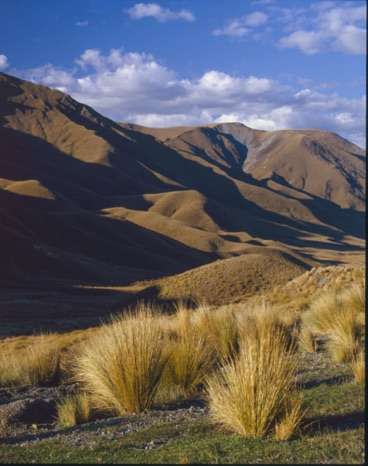 Hillside on South Island
New Zealand